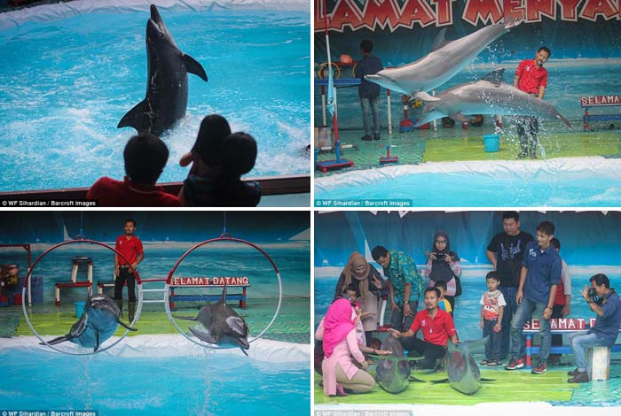 Pencinta Hewan Internasional Kecam Perlakuan Kejam pada Lumba-lumba di Indonesia